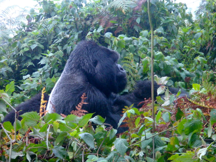 gorilla trekking in rwanda